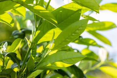 Prunus laurocerasus 'Novita'