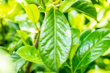 Prunus laurocerasus 'Novita'