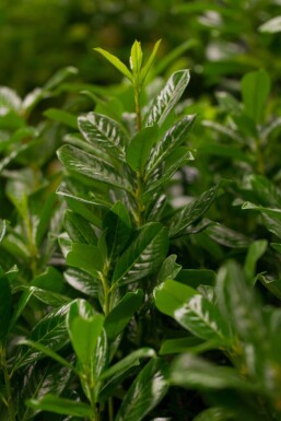 Prunus laurocerasus 'Novita' leiboom 8/10 120cm stam 120b x 120h