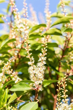 Prunus lusitanica 'Angustifolia' leiboom 12/14 120cm stam 150b x 120h