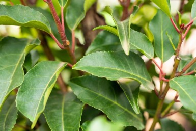 Prunus lusitanica 'Angustifolia' leiboom 12/14 120cm stam 150b x 120h