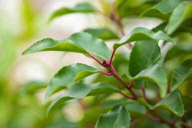 Prunus lusitanica 'Angustifolia' leiboom 12/14 120cm stam 150b x 120h