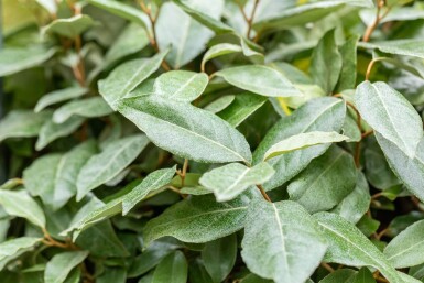 Elaeagnus ebbingei