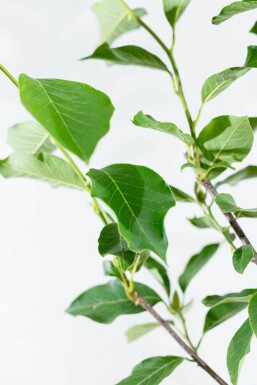 Magnolia kobus leiboom 10/12 180cm stam 150b x 120h