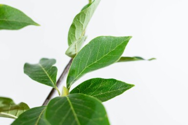 Magnolia kobus leiboom 10/12 180cm stam 150b x 120h