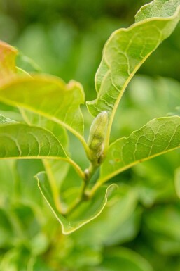 Magnolia kobus leiboom 10/12 180cm stam 150b x 120h