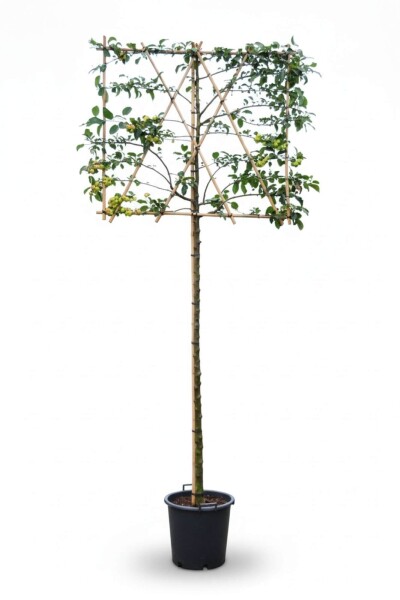 Malus 'Red Sentinel' Spalierbaum