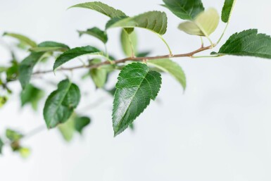 Malus 'Red Sentinel' Spalierbaum 12/14 200cm Stamm 150b x 120h