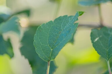 Malus 'Red Sentinel' Spalierbaum 12/14 200cm Stamm 150b x 120h