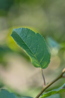 Malus 'Red Sentinel' Spalierbaum 12/14 200cm Stamm 150b x 120h