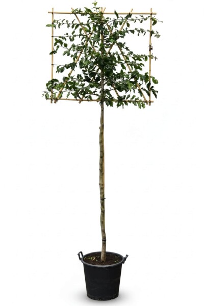 Parrotia persica leiboom