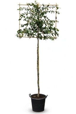 Parrotia persica leiboom 10/12 200cm stam 150b x 120h