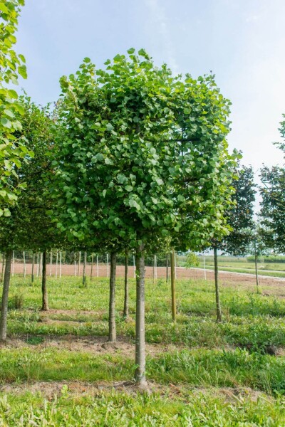 Tilia cordata 'Greenspire' Spalierbaum