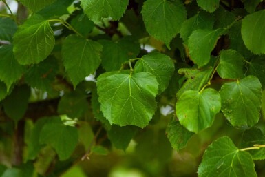 Tilia cordata 'Greenspire' Spalierbaum 10/12 180cm Stamm 150b x 120h