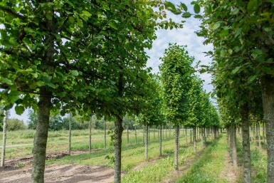 Tilia cordata 'Greenspire' Spalierbaum 10/12 180cm Stamm 150b x 120h