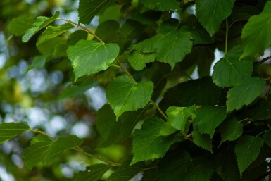 Tilia cordata 'Greenspire' Spalierbaum 10/12 180cm Stamm 150b x 120h