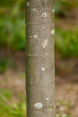 Tilia cordata 'Greenspire' Spalierbaum 10/12 180cm Stamm 150b x 120h