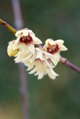 Chimonanthus praecox arbuste 20-30 cm