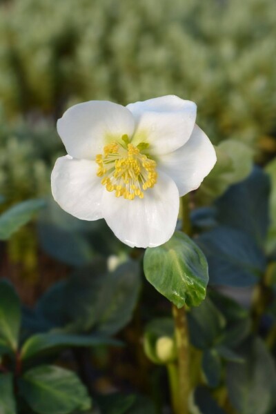 Helleborus niger 'Christmas Carol'