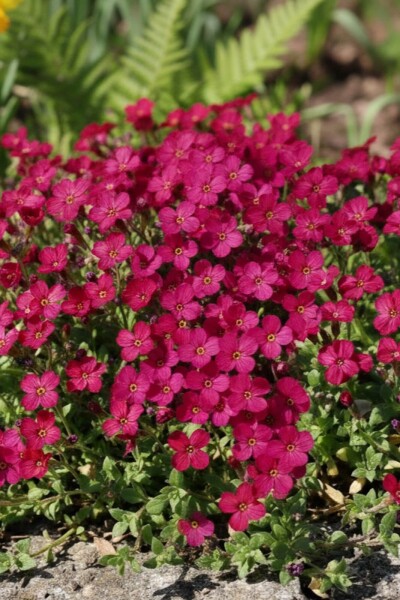 Aubrieta 'Cascade Red'