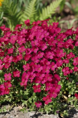 Aubrieta 'Cascade Red'