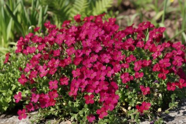 Aubrieta 'Cascade Red'