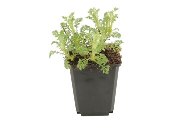 Anthemis tinctoria 'Sauce Hollandaise'