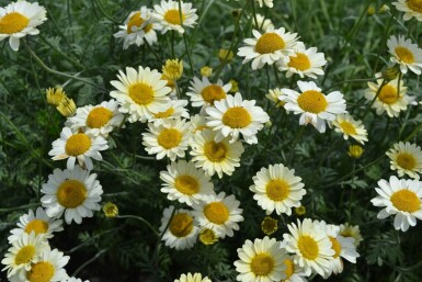 Anthemis tinctoria 'Sauce Hollandaise'