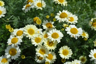 Anthemis tinctoria 'Sauce Hollandaise'