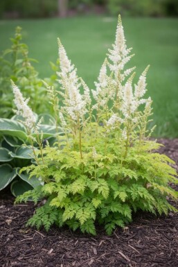 Aruncus aethusifolius 'Noble Spirit'