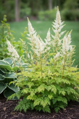 Aruncus aethusifolius 'Noble Spirit'