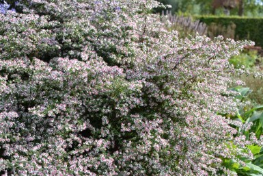 Aster lateriflorus 'Horizontalis'