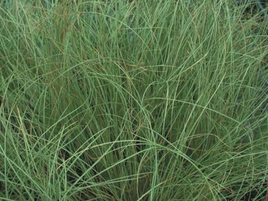 Carex comans 'Frosted Curls'