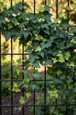Hedera helix 'Shamrock'