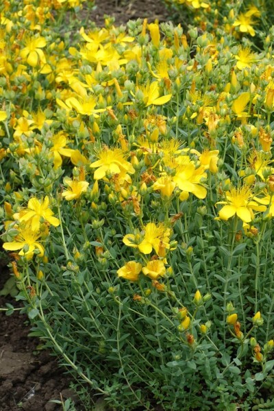 Hypericum olympicum 'Grandiflorum'