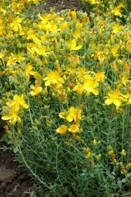 Hypericum olympicum 'Grandiflorum'