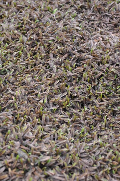Leptinella potentillina 'Platt’s Black'