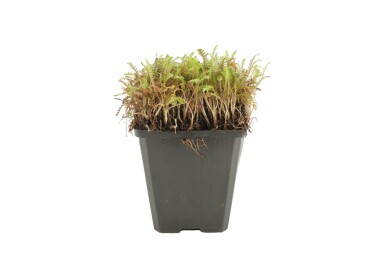 Leptinella potentillina 'Platt's Black'