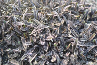 Leptinella potentillina 'Platt's Black'