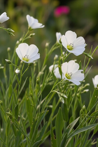 Linum perenne 'Album'
