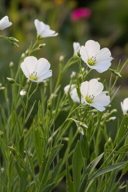 Linum perenne 'Album'