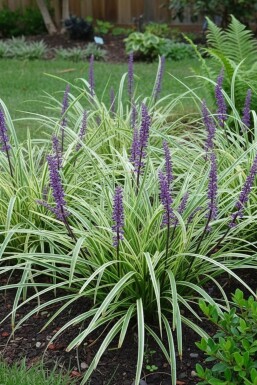 Liriope muscari 'Silvery Sunproof'