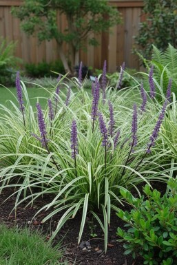 Liriope muscari 'Silvery Sunproof'