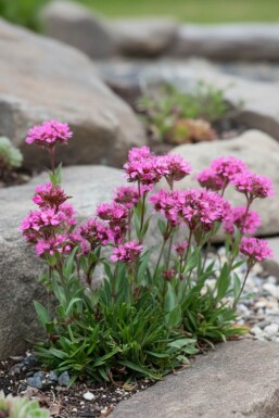 Lychnis alpina 'Rosea'