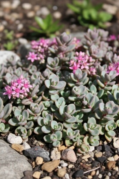 Sedum cyaneum 'Sachalin'