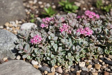 Sedum cyaneum 'Sachalin'