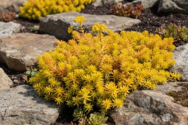 Sedum reflexum 'Aurea'
