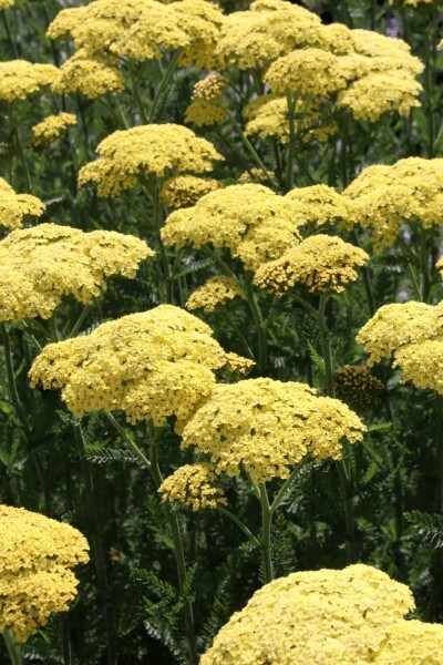 Achillea filipendulina 'Credo'