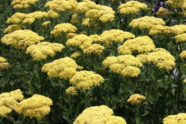 Achillea filipendulina 'Credo'