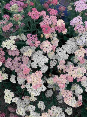 Achillea millefolium 'Summer Pastels'